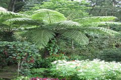 Cyathea gigantea